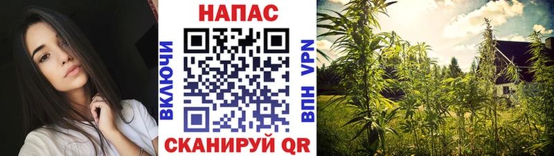 Бошки марихуана план  mega зеркало  Новомичуринск 